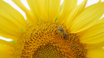 bee collects pollen on sunflower in sunny day