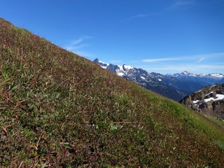 Peek a boo view of Mount Shuksan from a grass slope in summer