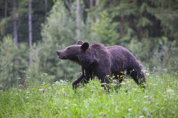 Brown bear