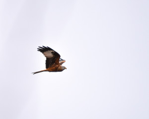 Red Kite in nature