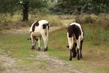 Fototapeten koe in het bos © emieldelange