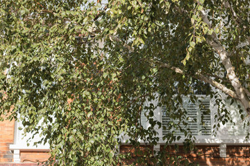Close-up: a beautiful green birch tree grows under the window of a brick house in a sunny day. Natural light and shade. 