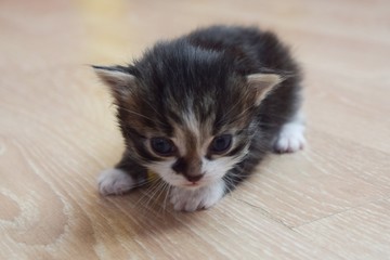 beautiful fluffy kittens on the floor photo