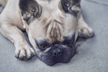 Obraz premium Adorable French Bulldog face