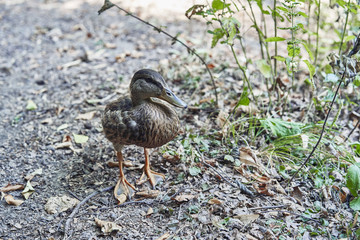 Young duck in the forest