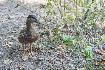 Young duck in the forest