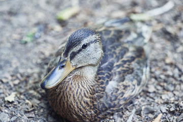 Young duck in the forest