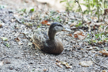 Young duck in the forest