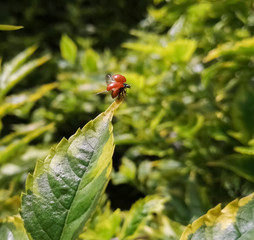 Cycloneda sanguinea, orange ladybug or ladybird beetle with no spots, ready to fly, takeoff, opening its wings