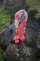 Turkey male close up..