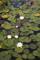 Blooming lilies on the surface of the lake.