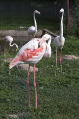Fototapeta na wymiar Flock of Pink Flamingos