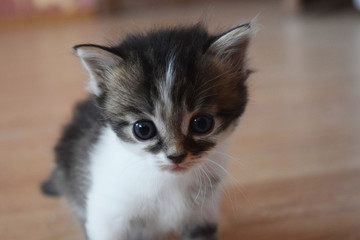 Cute fluffy kitten sitting on the floor