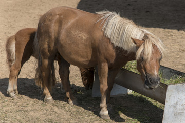 Pony Brown and Little colt eat hay.