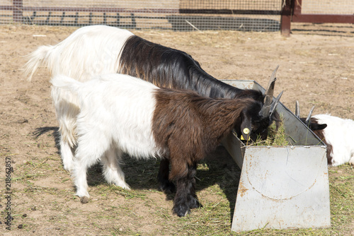 Homemade Goats Eat Hay From The Feeder Stock Photo And Royalty