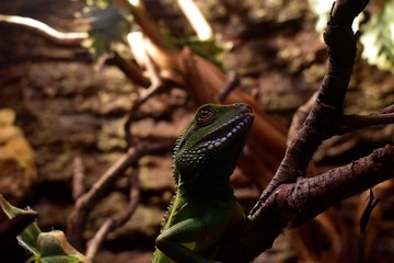 Chinese Water Dragon