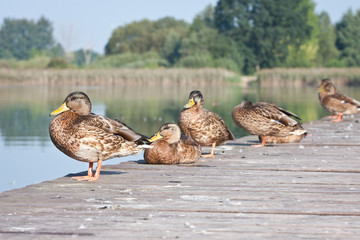 Kaczki Krzyżówki © Mariusz Stoszewski