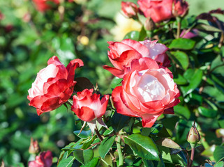 rose nostalgie a bunch of tender white and red flowers, a red border at the tips of the petals, the plant grows in the garden, daylight, summer day, strong green leaves, rose in full bloom, sunny,