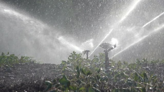 Bew&auml;sserungsanlage, Beregnungsanlage, Erdbeerpflanzen-Bew&auml;sserung, Tanzende Wasser