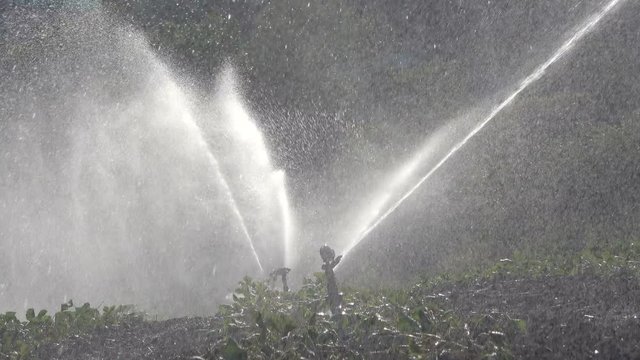 Bew&auml;sserungsanlage, Beregnungsanlage, Erdbeerpflanzen-Bew&auml;sserung, Tanzende Wasser