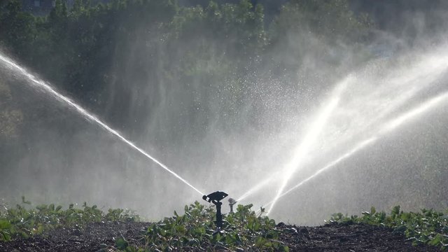 Bew&auml;sserungsanlage, Beregnungsanlage, Erdbeerpflanzen-Bew&auml;sserung, Tanzende Wasser