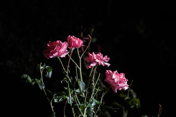Couple of pink roses isolated on black background