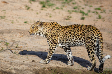 Female leopard in Sabi Sands Game Reserve in South Africa