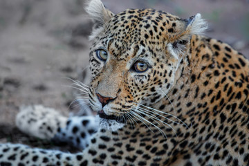 Fototapeta na wymiar Female leopard in Sabi Sands Game Reserve in South Africa