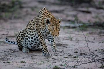 Female leopard in Sabi Sands Game Reserve in South Africa