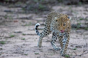 Female leopard in Sabi Sands Game Reserve in South Africa