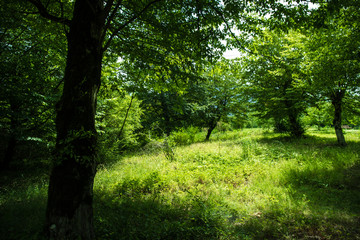 Obraz premium Sunset Or Sunrise In Forest Landscape. Sun Sunshine With Natural Sunlight And Sun Rays Through Woods Trees In Summer Forest. Beautiful Scenic View.