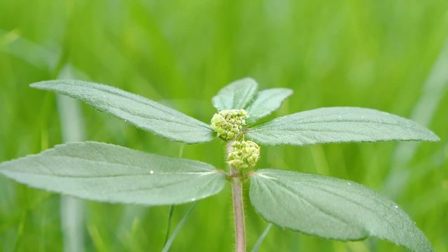 Motion video of green leaves moving over lake in the park