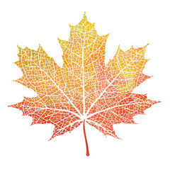 Fototapeta premium Watercolor maple autumn leaves, paint texture, vector
