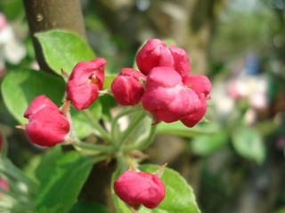 grappes de bourgeons rouges de cognassier du japon