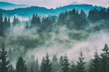 Crédence de cuisine en verre imprimé Forêt dans le brouillard Vallée des Carpates après la pluie