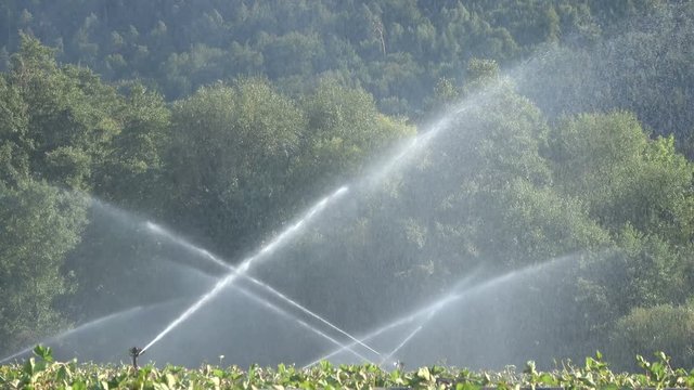 Bew&auml;sserungsanlage, Beregnungsanlage, Erdbeerpflanzen-Bew&auml;sserung, Tanzende Wasser