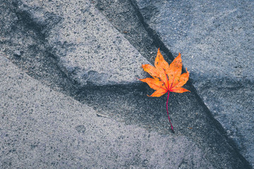Minimalist style, Retro color filter. A red dry maple leaf being alone on rock path. Concept image...