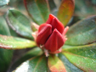 bourgeon rouge de rhododendron sur ses feuilles