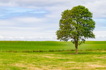 Fototapeta na wymiar Alone tree in colorful farm field in Ballyvaughan