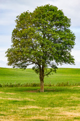 Fototapeta na wymiar Alone tree in colorful farm field in Ballyvaughan