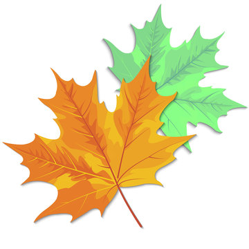 Autumn leaves (maple, oak, birch, chestnut and other plants) of various colors. Vector illustration.