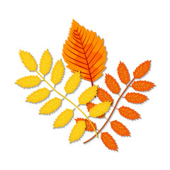 Autumn leaves (maple, oak, birch, chestnut and other plants) of various colors. Vector illustration.