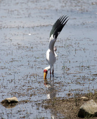 Water Bird