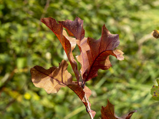 Les feuilles aux couleurs d'automne