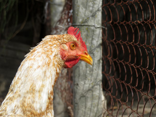 Chicken in the aviary. Portrait of laying hen on the farm