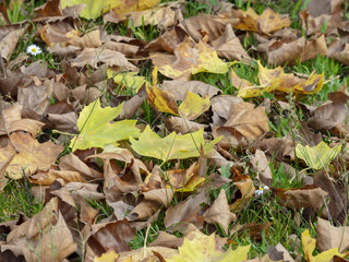 Les feuilles aux couleurs d'automne