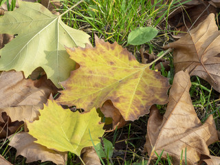 Les feuilles aux couleurs d'automne