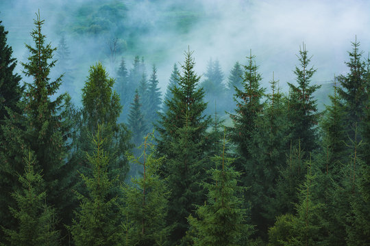 Fototapeta Misty carpathian spruce forest