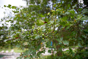 tree with moss on roots in a green forest or moss on tree trunk. Tree bark with green moss. Azerbaijan nature.