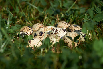 Common quail eggs (Coturnix coturnix)